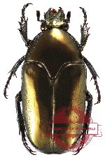 Thaumastopeus nigritus (10 pcs)