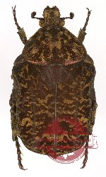 Protaetia (s.str.) sakaiana