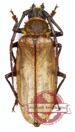 Osphryon sp. (5 pcs)