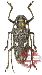 Batocera humeridens