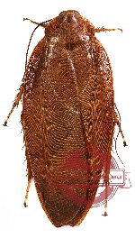 Blattodea sp. 11