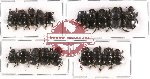 Scientific lot no. 273 Coprophaga (mainly Coprini) (19 pcs A-, A2)