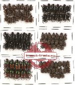 Scientific lot no. 288 Coprophaga (92 pcs)