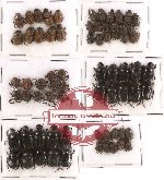 Scientific lot no. 285 Coprophaga (70 pcs)