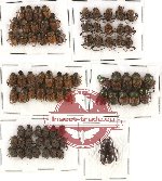 Scientific lot no. 284 Coprophaga (76 pcs)