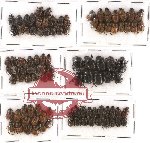 Scientific lot no. 283 Coprophaga (Onthophagini) (98 pcs)