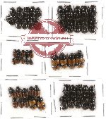 Scientific lot no. 278 Coprophaga (Aphodiini) (54 pcs)