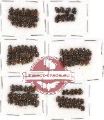 Scientific lot no. 279 Coprophaga (108 pcs)