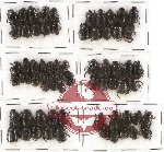 Scientific lot no. 282 Coprophaga (Onthophagini) (70 pcs)