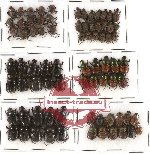 Scientific lot no. 286 Coprophaga (77 pcs)