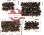 Scientific lot no. 281 Coprophaga (90 pcs)