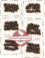 Scientific lot no. 280 Coprophaga (Onthophagini) (122 pcs)