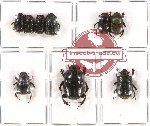 Scientific lot no. 275 Coprophaga (Onthophagini) (9 pcs - 1 pc A2)