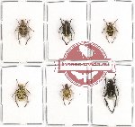 Scientific lot no. 30 Hopliinae (6 pcs)