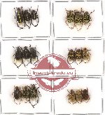 Scientific lot no. 29 Hopliinae (18 pcs)