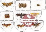 Scientific lot no. 18 Homoptera (14 pcs)