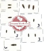 Scientific lot no. 36 Buprestidae (Agrilus spp.) (13 pcs)