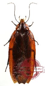 Blattodea sp. 12