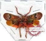 Scamandra marcellae (A-)