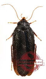 Blattodea sp. 14