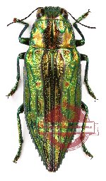 Chrysodema (s.str.) sp. 10