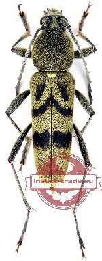 Chlorophorus siegriedae (A-)