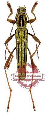 Rhaphuma unigena Holzschuh, 1993 (A2)