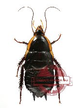 Blattodea sp. 15 (A-)