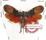 Scamandra polychroma (A-)