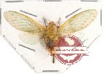 Cicadidae sp. 46