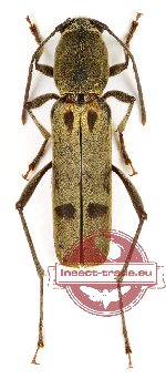 Perissus latepubens Pic, 1950