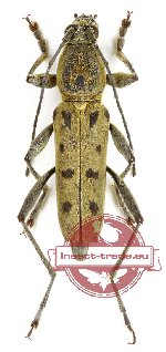 Chlorophorus montanus