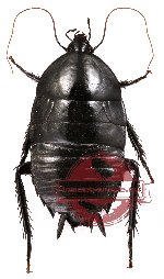 Blattodea sp. 16