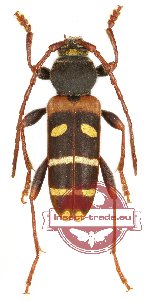 Plagionotus christophi