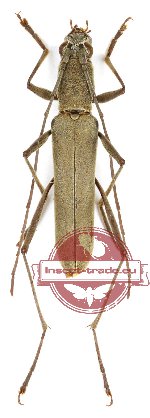 Demonax elizabethae Holzschuh