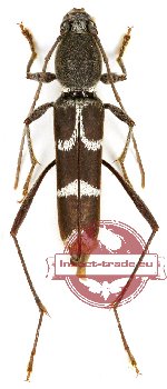 Demonax puerilis