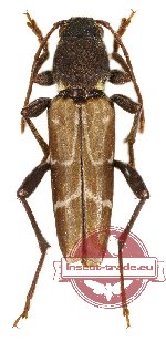 Xylotrechus cuneipennis