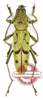 Chlorophorus punctiger Holzschuh