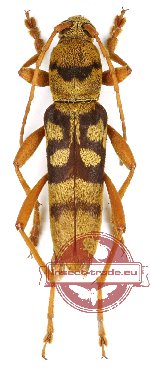 Chlorophorus quinquefasciatus