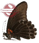 Papilio memnon ssp. clathratus