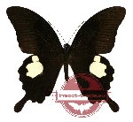 Papilio helenus ssp. enganius