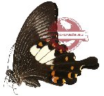 Papilio helenus ssp. biseriatus (gA2)