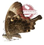 Papilio peranthus sp. kangeanus