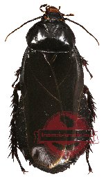 Blattodea sp. 17A