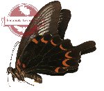 Papilio oenomaus ssp. subfasciatus (A-)