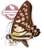 Graphium bathycles bathycloides (A-)