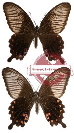 Papilio polytes ssp. theseus (A-)