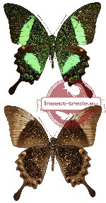 Papilio palinurus ssp. palinurus (A-)