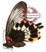 Papilio memnon ssp. coeruleus (A2)