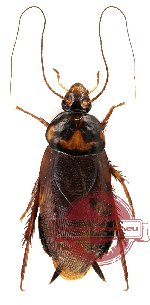 Blattodea sp. 19 (A-)